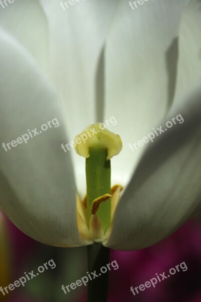 Tulips Macro White Park Chan