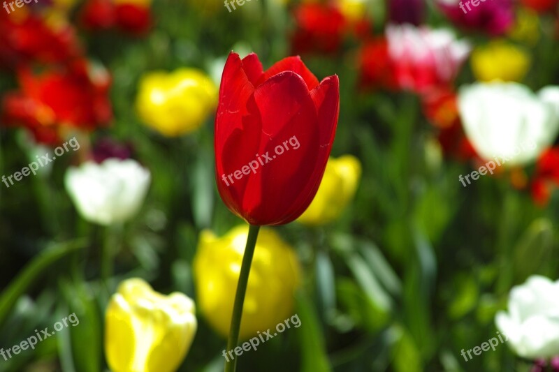 Tulips Flower Flowers Nature Plant