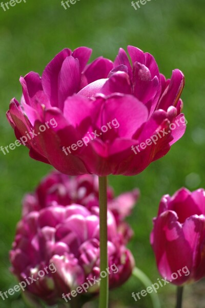 Tulips Flower Flowers Nature Purple