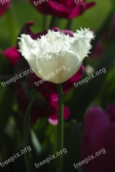 Tulips Flower Flowers Nature White