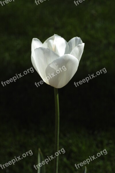 Tulips Flower Flowers Nature White