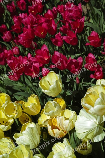 Tulips Flower Flowers Nature Red