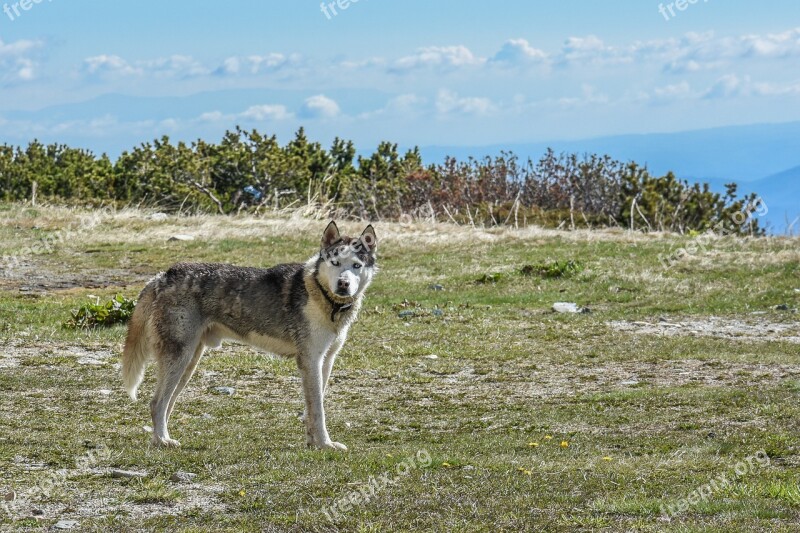 Dog Huskey Husky Pet Animal