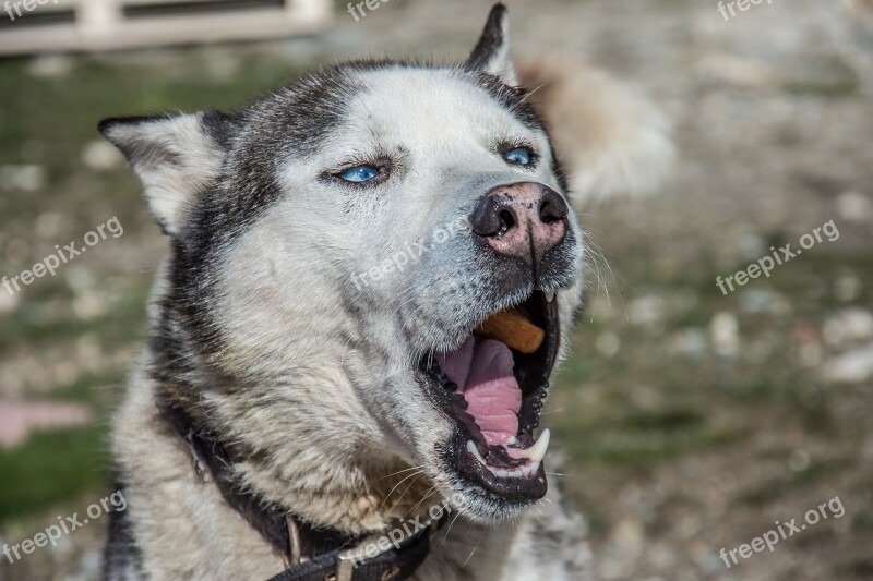 Dog Huskey Pet Animal Husky