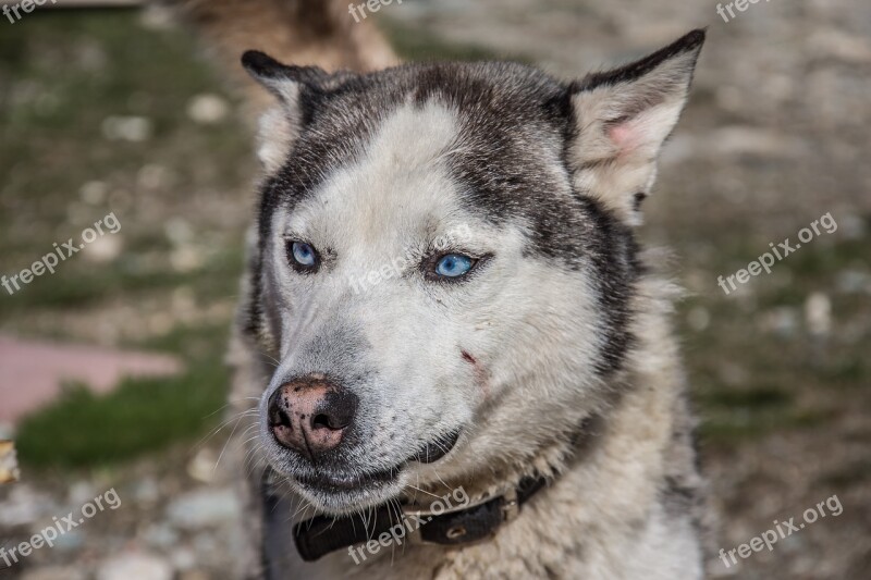 Dog Huskey Pet Animal Husky