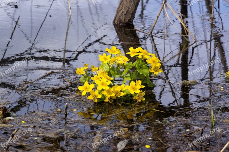 Buttercups Water Yellow Flowers Plant Closeup