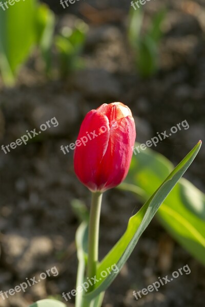 Flower Tulip Red Flowers Plant