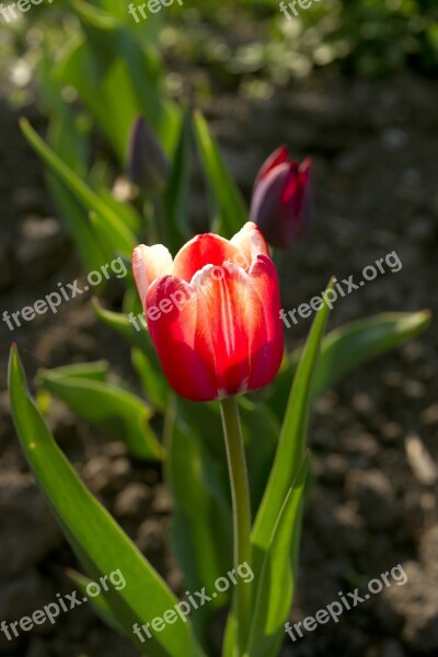 Flower Tulip Red Flowers Plant