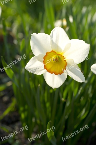 Flower Narcissus White Flowers Plant