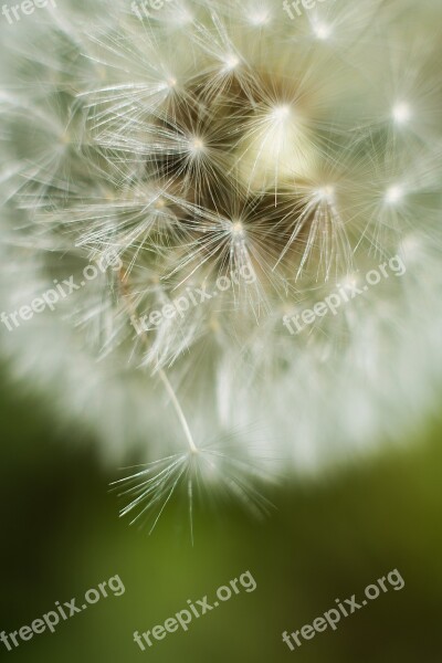 Dandelion Close Up Flower Seeds Nature