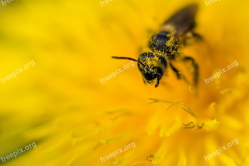 Bee Dandelion Flower Pollen Honey Bee