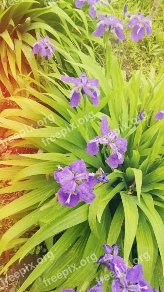 Iris Flowers Free Photos