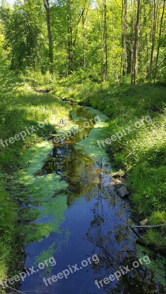 Bach Forest Reflection Trees Nature