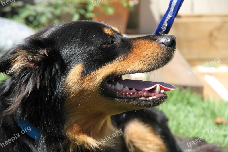 Border Collie Friend Dog Pet Domestic