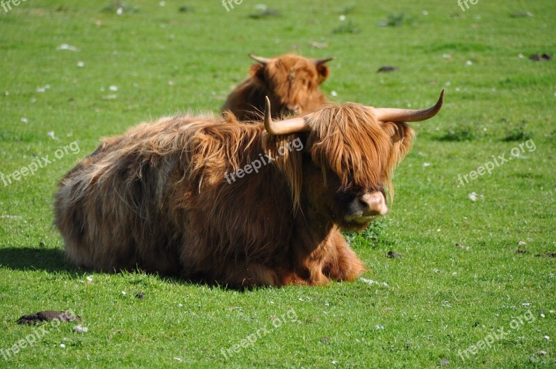 Highland Cattle Beef Highland Beef Scotland Horns