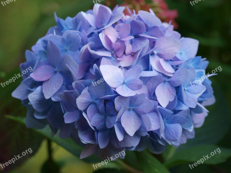 Hydrangea Blue Inflorescence Greenhouse Hydrangea Flowers