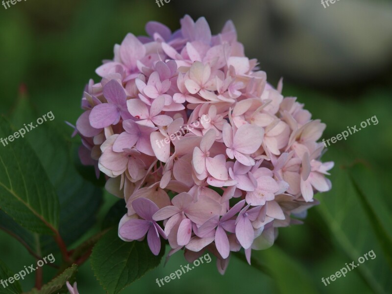 Hydrangea Flower Hydrangea Plants Hydrangea Flower Inflorescence