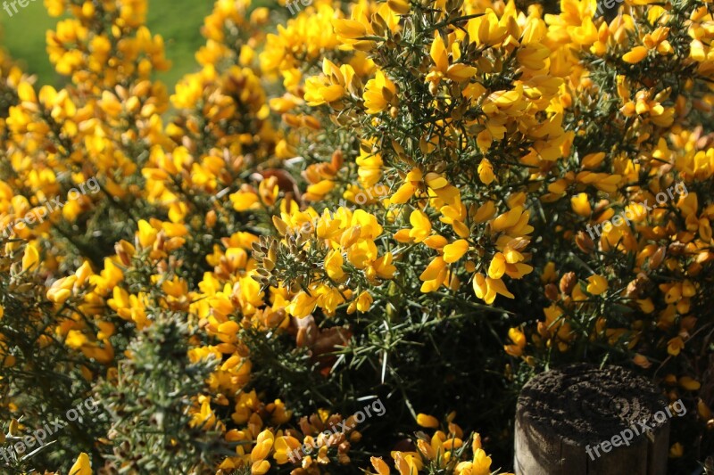 Yellow Gorse Nature Pretty Spring