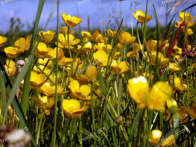 Flower Spring Nature Yellow Petals