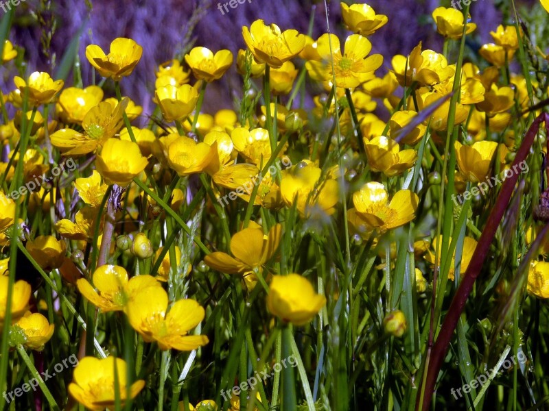 Flowers Spring Yellow Nature Petals