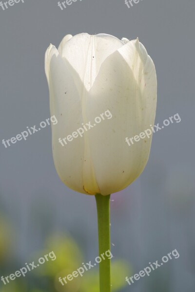 Tulip White Flower Single Garden