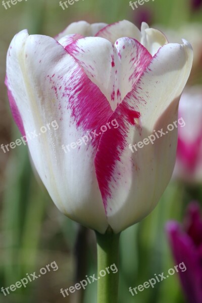 Tulip White And Red Pink Violet White