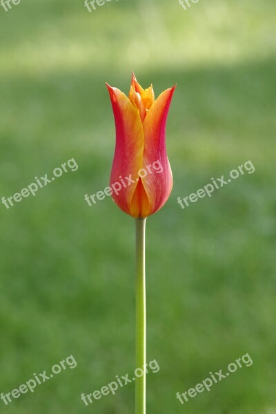 Tulip Orange Tiny A Simple Flower