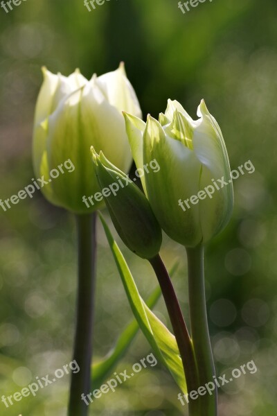 Tulip Green Double Flower Single