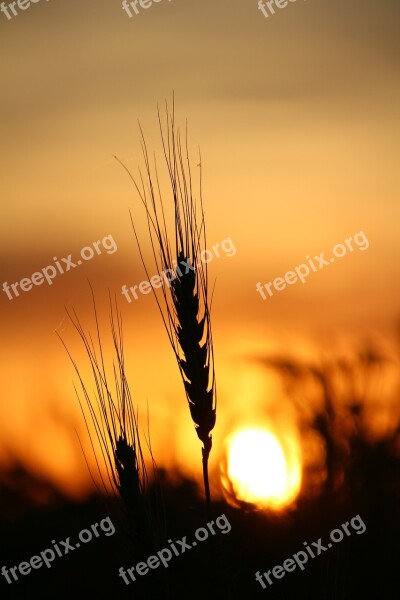 Wheat Sunset Field Nature Summer