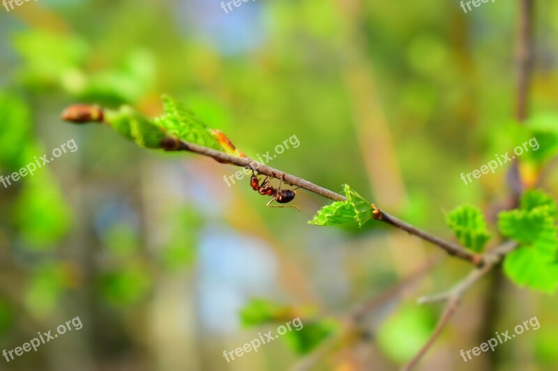 Spring April May Greens Ant