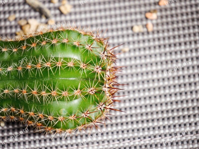 Cactus Background Spur Grey Grid