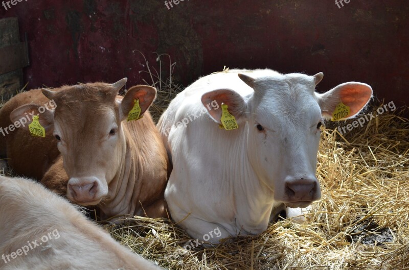 Cows Village Cowshed Animals Animal Breeding