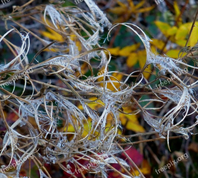 Weideröschen Seed Capsules Bursting Saw Toothed Plant