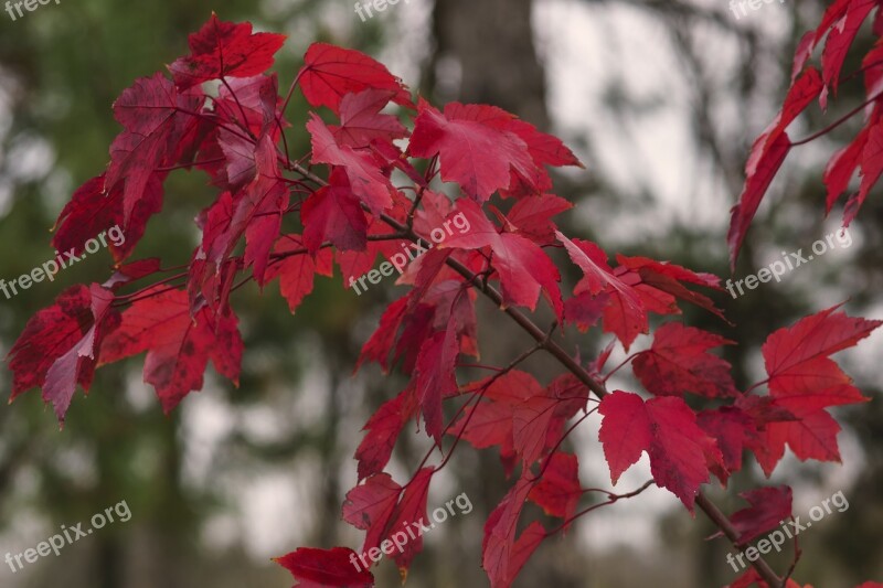 Maple Leaves Maple Leaves Nature Golden Autumn