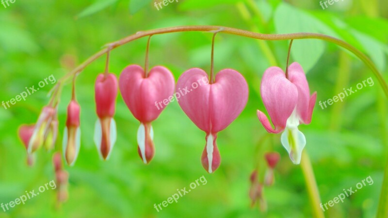 Bleeding Heart Pink Blossom Bloom Heart