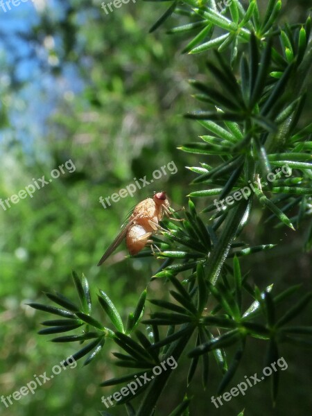 Fruit Fly Ceratitis Capitata Diptera Free Photos