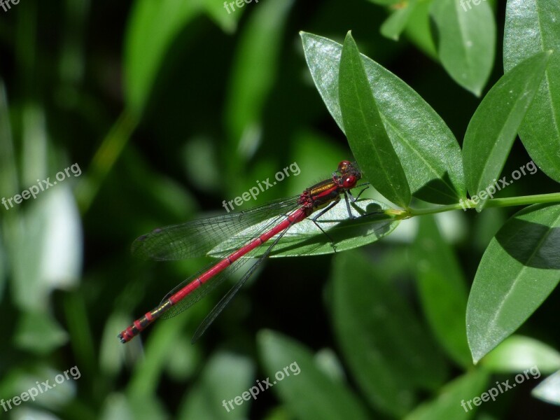 Dragonfly Leaves Red Dragonfly Flying Insect Pyrrhosoma Nymphula