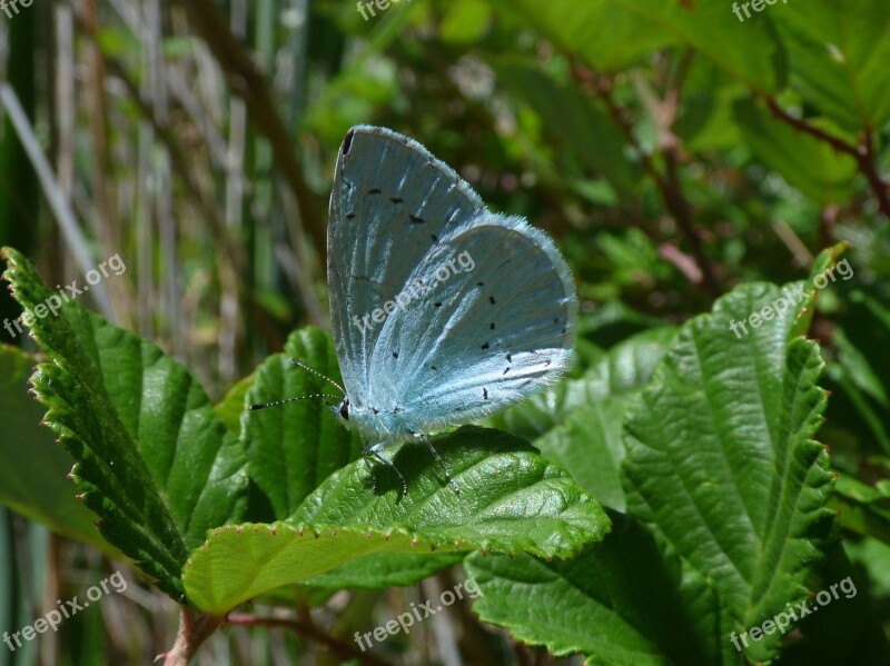 Blue Butterfly Celastrina Argiolus Náyade Blaveta De L Heura Leaf