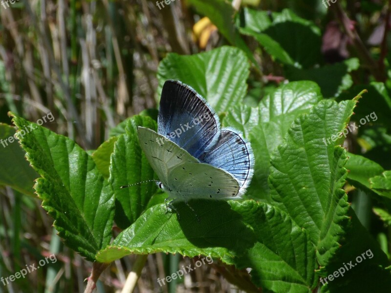 Blue Butterfly Celastrina Argiolus Náyade Blaveta De L Heura Leaf