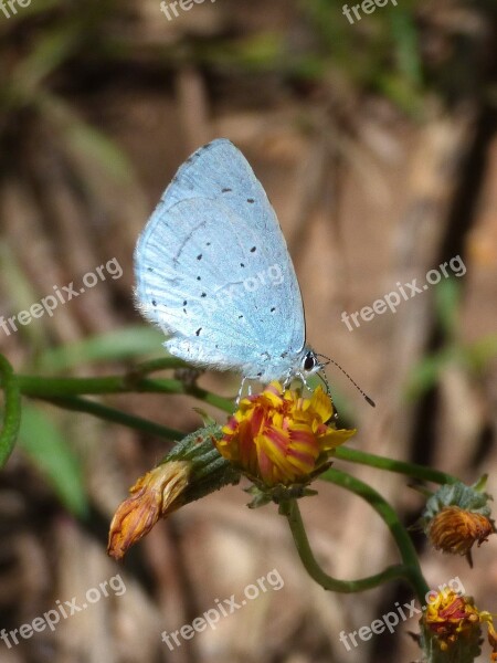 Blue Butterfly Celastrina Argiolus Náyade Blaveta De L Heura Dandelion