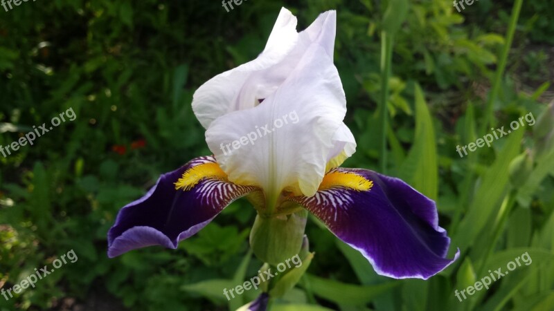 Iris Flower Spring Sun Nature