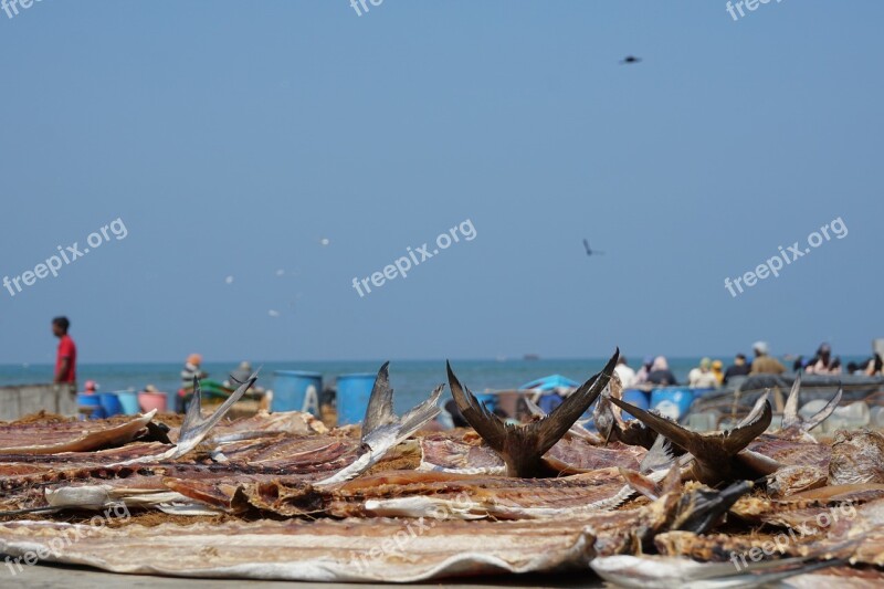 Market Fish Dried Negombo Sri Lanka