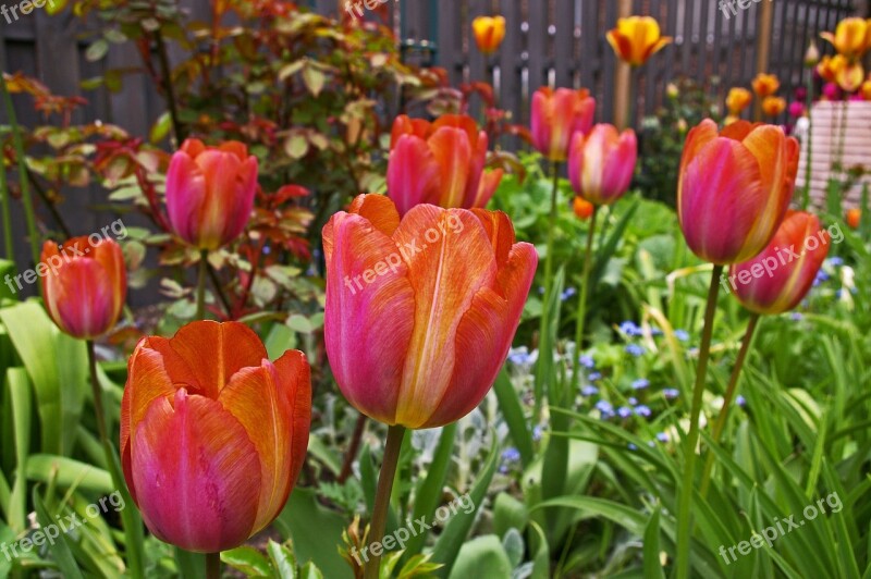 Tulips Garden Spring Nature Plant