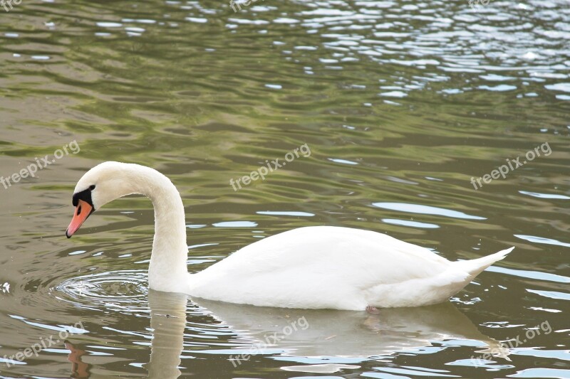 Swan Mute Swan Water Bird Bird Lake