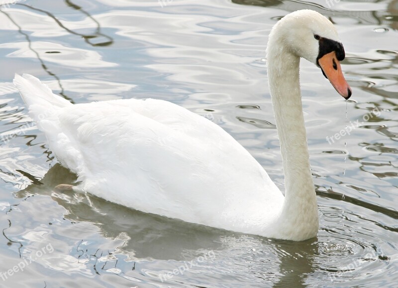 Swan Mute Swan Water Bird Bird Lake