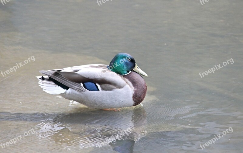 Duck Drake Mallard Water Bird Lake