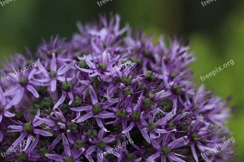 Flowers Up Close Nature Free Photos