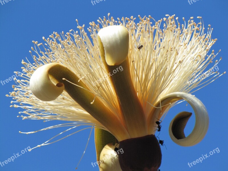 Flower Cerrado Cerrado Goiás Brazilian Cerrado Flowers