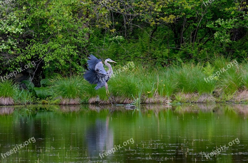 Blue Heron Bird Water Heron Blue