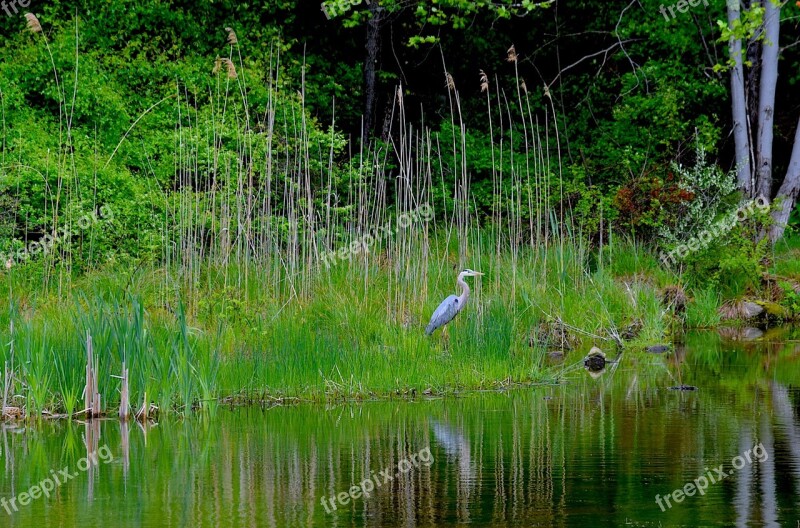 Blue Heron Bird Water Heron Blue